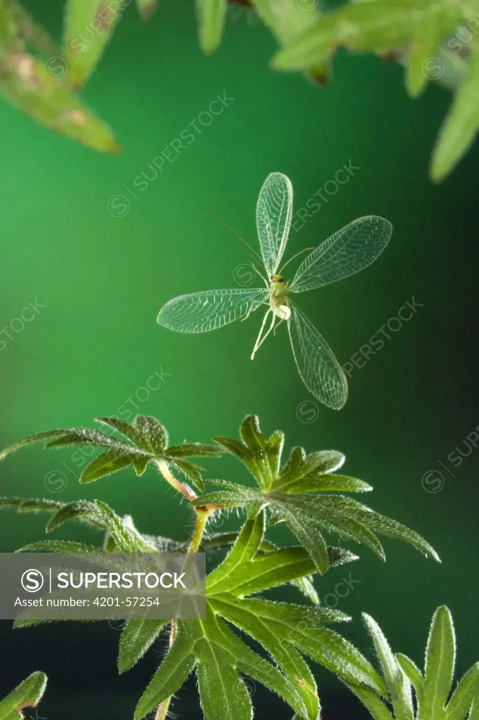 Green Lacewing (Chrysopa carnea) flying, Malden, Gelderland, Netherlands