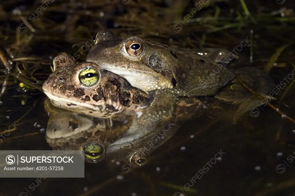 Common Frog (Rana temporaria) and Natterjack Toad (bufo calamita) mating by mistake, Limburg, Netherlands