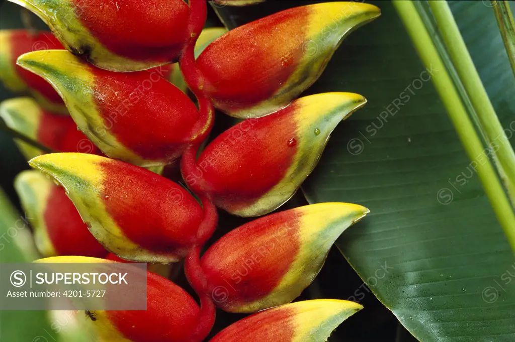 Hanging Heliconia (Heliconia rostrata) close-up, Belize