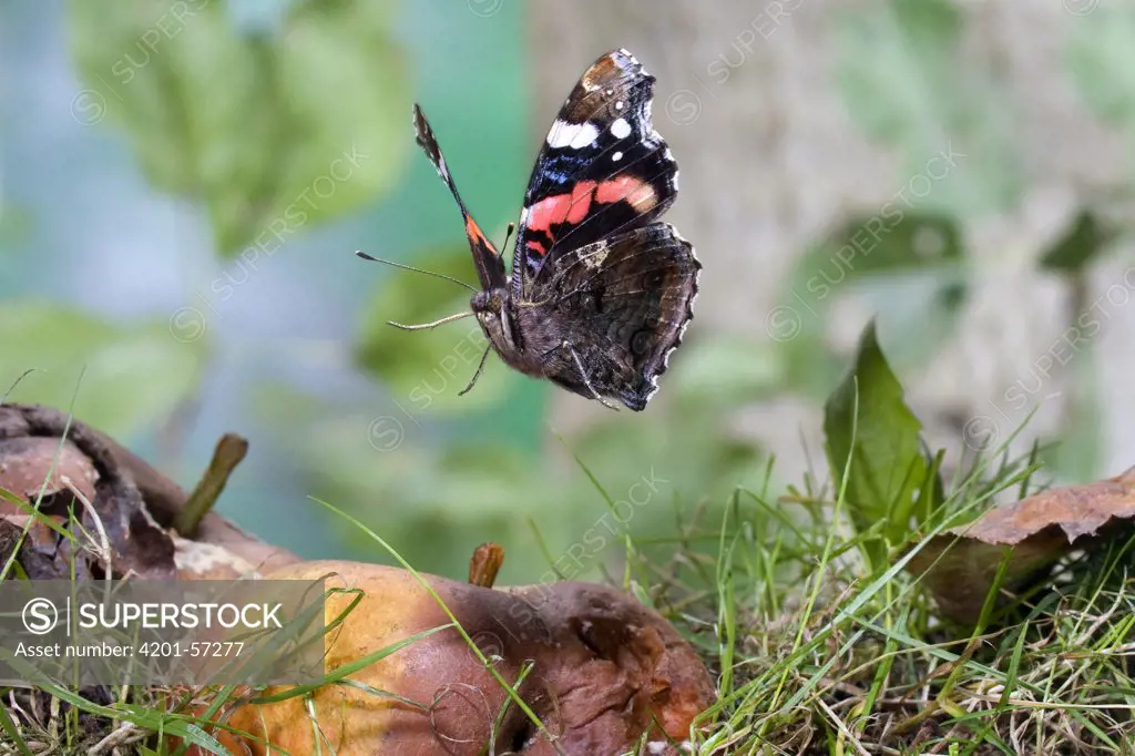 Red Admiral (Vanessa atalanta) butterfly flying, Malden, Gelderland, Netherlands
