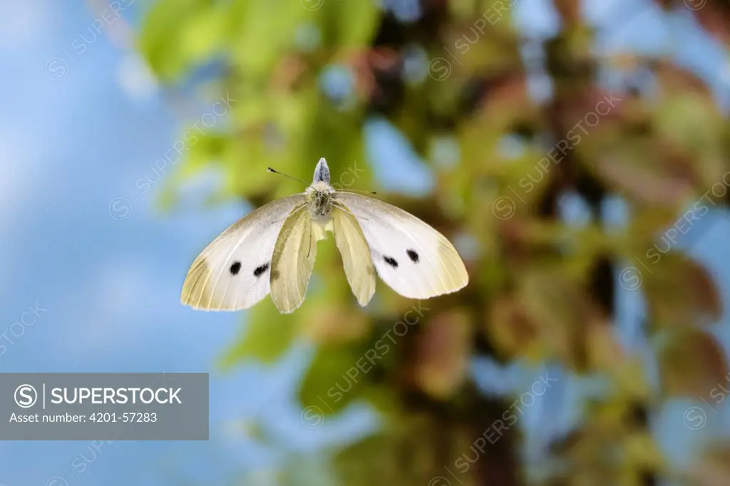 Cabbage White (Pieris rapae) butterfly flying, Malden, Gelderland, Netherlands