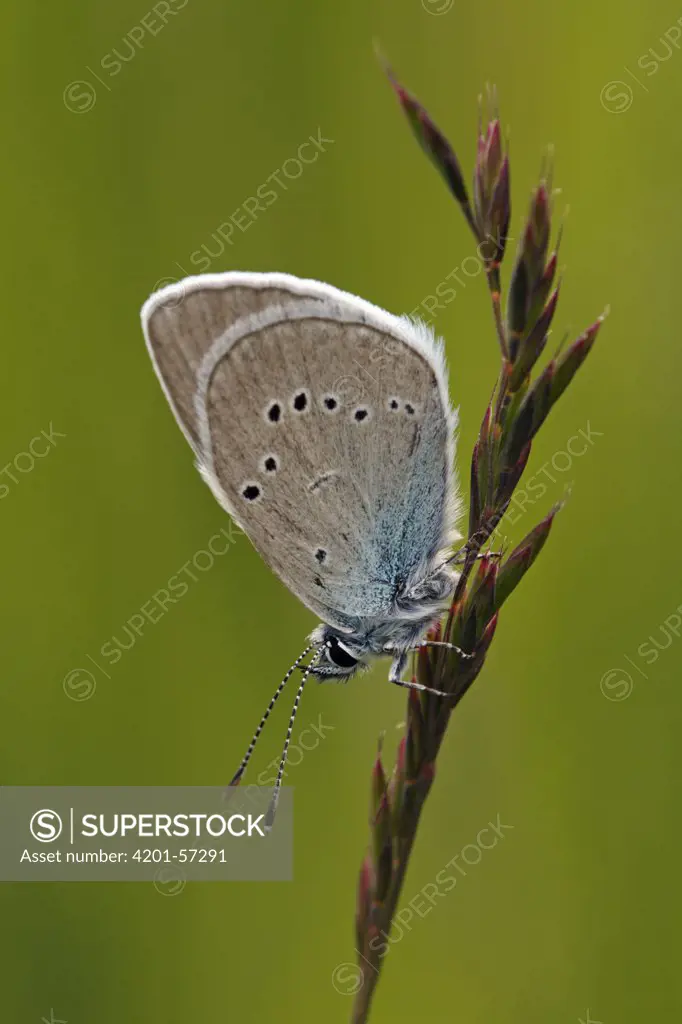 Mazarine Blue (Cyaniris semiargus) butterfly, Hohe Tauern National Park, Austria