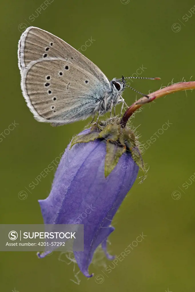 Mazarine Blue (Cyaniris semiargus) butterfly on English Bluebell (Hyacinthoides nonscripta), Hohe Tauern National Park, Austria