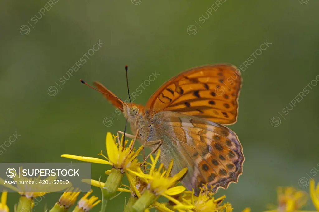 Silver-washed Fritillary (Argynnis paphia) butterfly, Hohe Tauern National Park, Austria