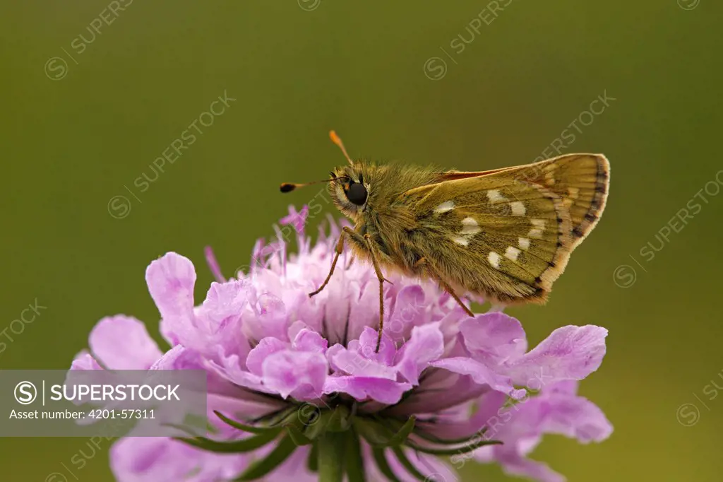 Silver-spotted Skipper (Hesperia comma) butterfly on Field Scabious (Knautia arvensis), Hohe Tauern National Park, Austria