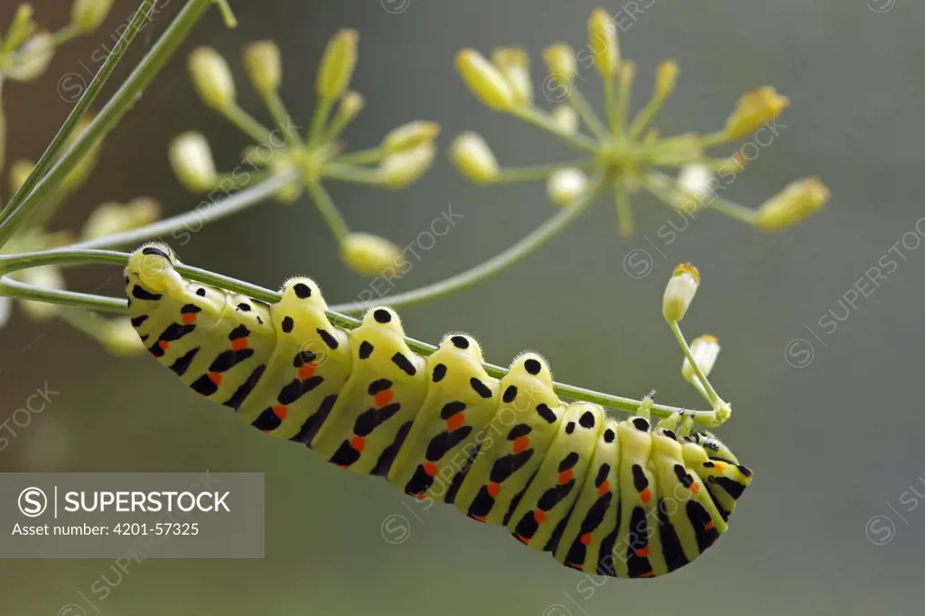 Oldworld Swallowtail (Papilio machaon) caterpillar feeding, Hoogeloon, Noord-Brabant, Netherlands