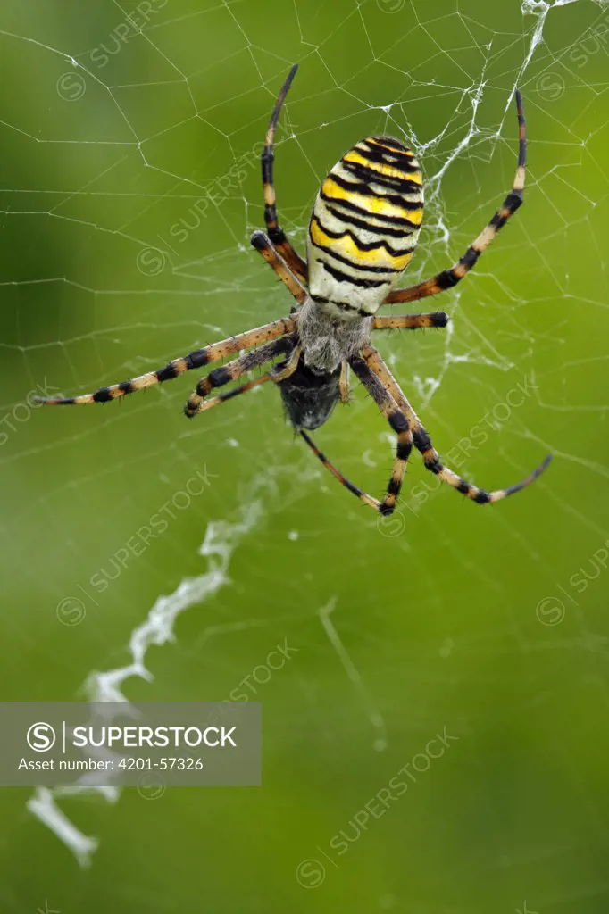 Wasp Spider (Argiope bruennichi) in web with prey, Hoogeloon, Noord-Brabant, Netherlands