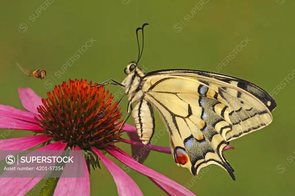 Oldworld Swallowtail (Papilio machaon) on flower, Hoogeloon, Noord-Brabant, Netherlands