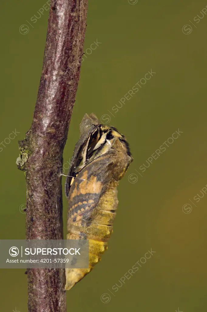 Oldworld Swallowtail (Papilio machaon) emerging, Hoogeloon, Noord-Brabant, Netherlands