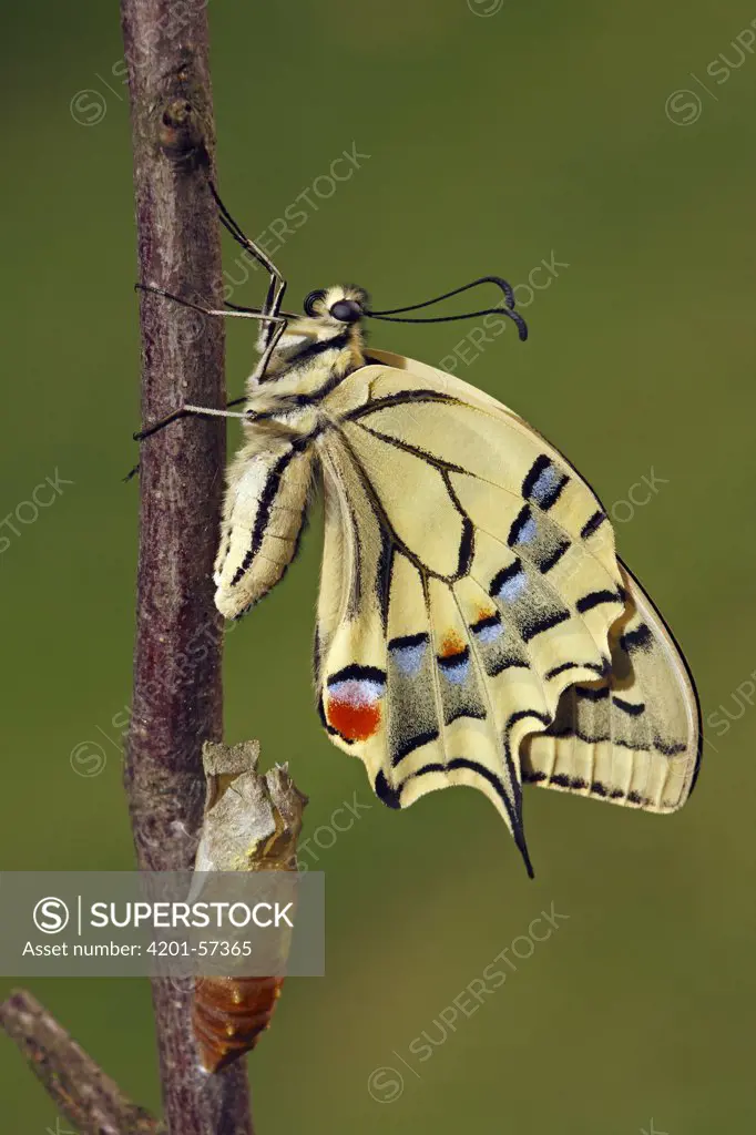 Oldworld Swallowtail (Papilio machaon) fully emerged, Hoogeloon, Noord-Brabant, Netherlands