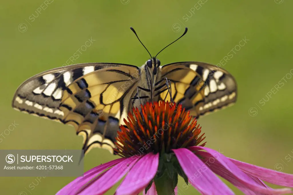Oldworld Swallowtail (Papilio machaon) butterfly on a flower, Hoogeloon, Noord-Brabant, Netherlands