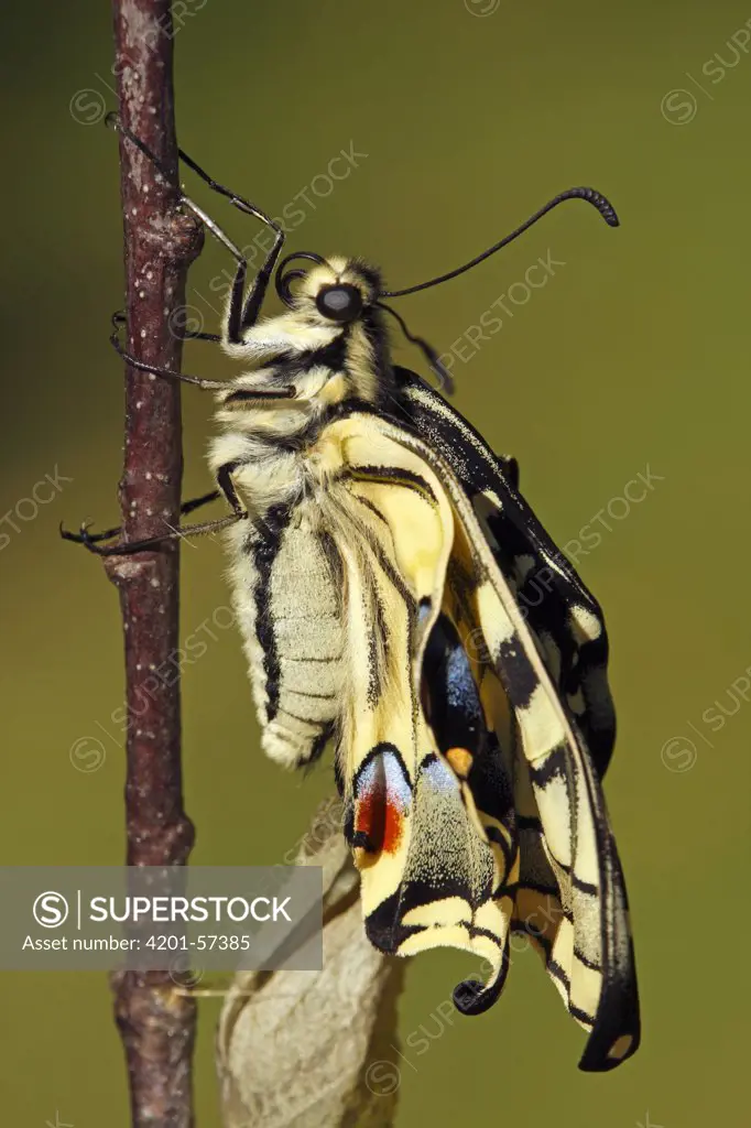Oldworld Swallowtail (Papilio machaon) butterfly emerging, Hoogeloon, Noord-Brabant, Netherlands