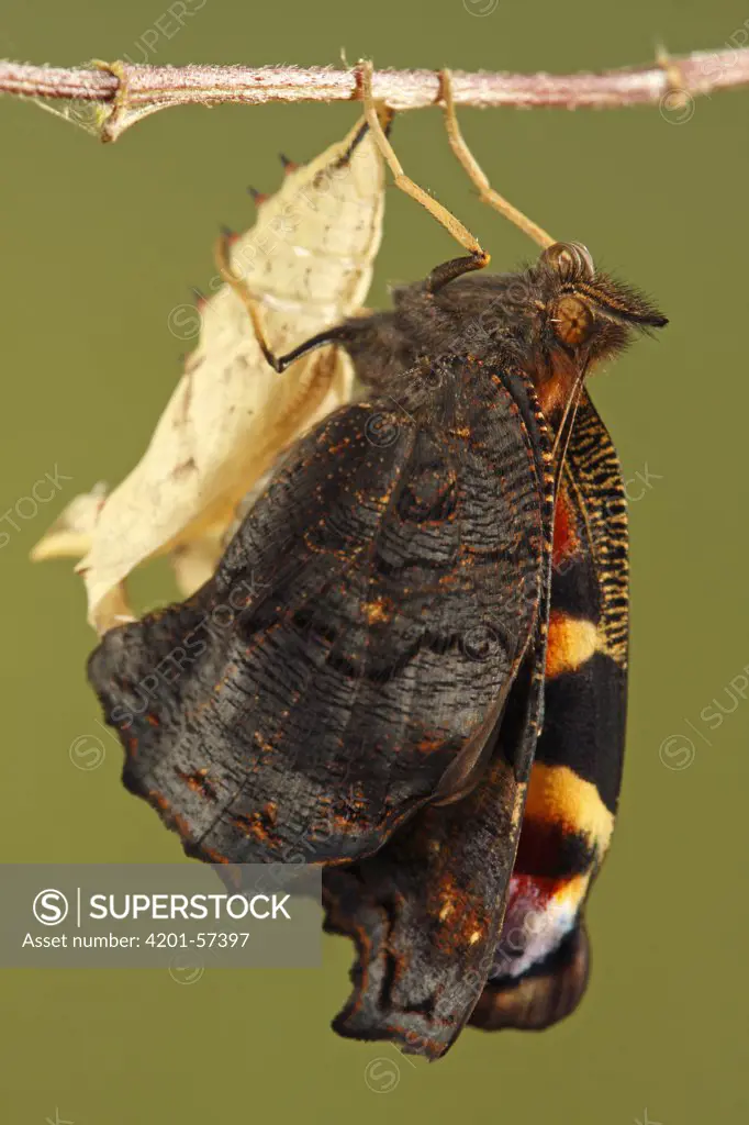 Peacock Butterfly (Inachis io) emerging, Hoogeloon, Noord-Brabant, Netherlands