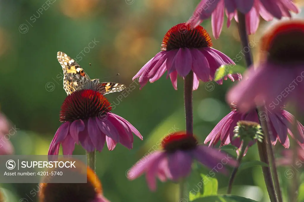 American Painted Lady (Cynthia virginiensis) butterfly on Coneflower (Echinacea sp), New Mexico