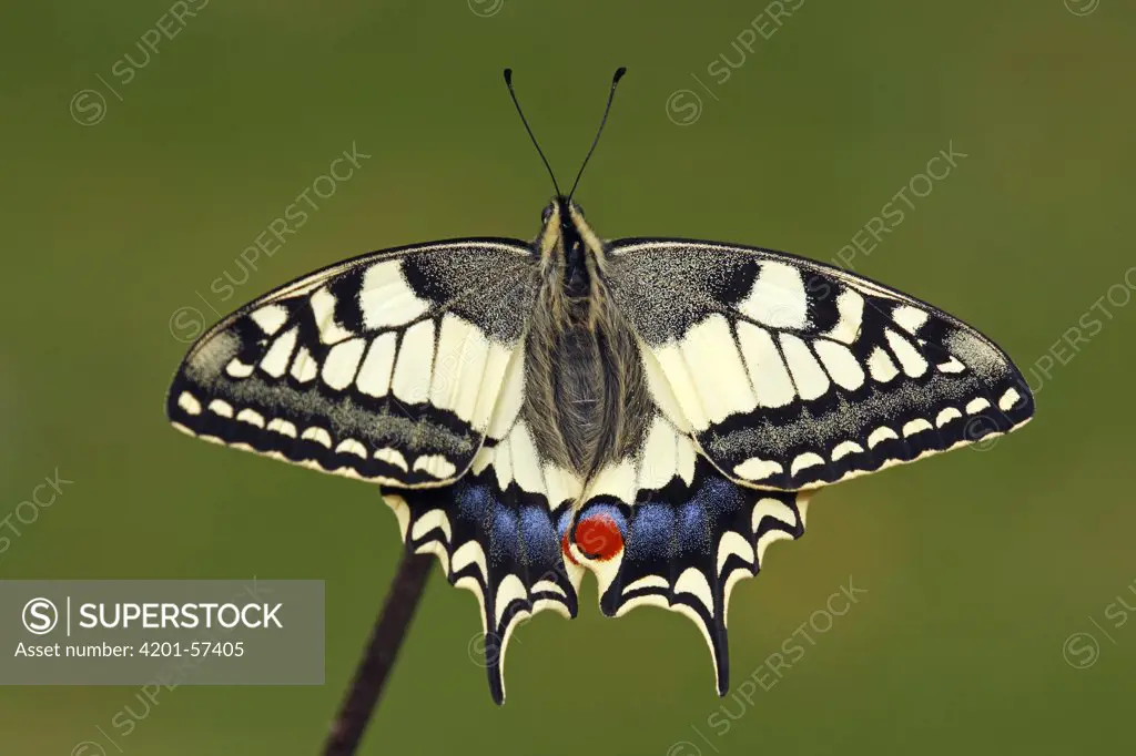 Oldworld Swallowtail (Papilio machaon) butterfly, Hoogeloon, Noord-Brabant, Netherlands