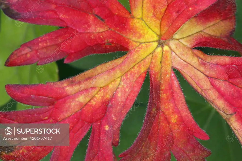 Red autumn leaf, Noord-Brabant, Netherlands