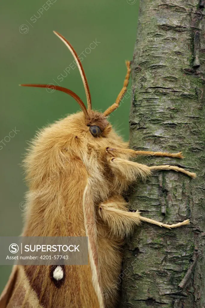 Oak Eggar (Lasiocampa quercus) moth female on branch, Overijssel, Netherlands
