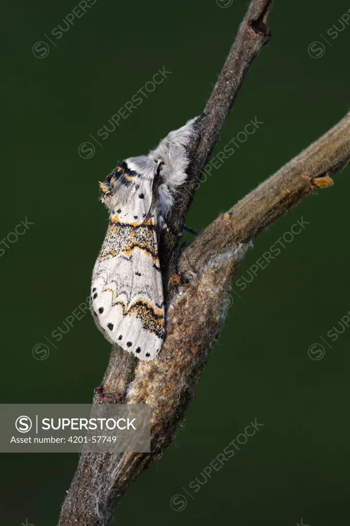 Sallow Kitten (Furcula furcula) moth freshly emerged, Overijssel, Netherlands