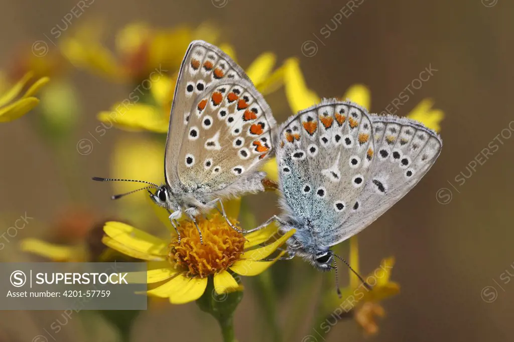 Common Blue (Polyommatus icarus) butterfly male and female mating on Stinking Willie (Senecio jacobaea), Overijssel, Netherlands