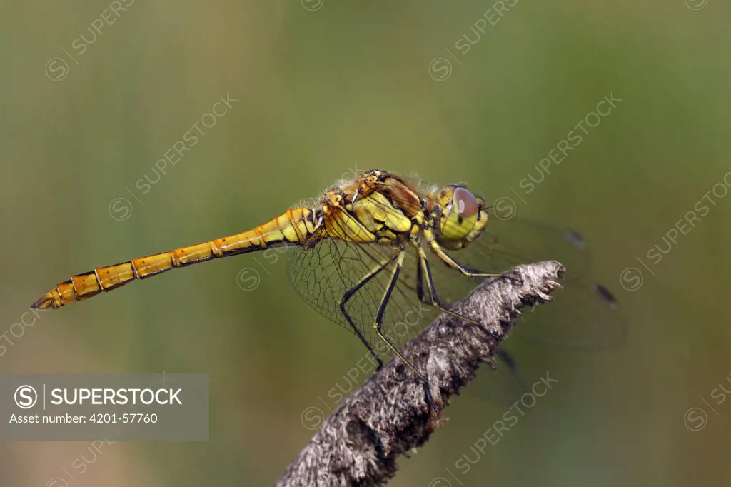 Vagrant Darter (Sympetrum vulgatum) dragonfly, Overijssel, Netherlands