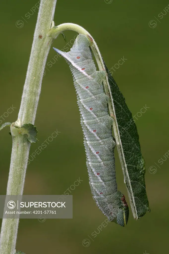 Eyed Hawk Moth (Smerinthus ocellata) caterpillar on Willow (Salix sp), Overijssel, Netherlands
