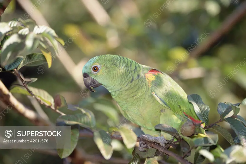 Blue-fronted Parrot (Amazona aestiva) feeding on green guayaba fruits, Caiman Ecological Refuge, Pantanal, Brazil