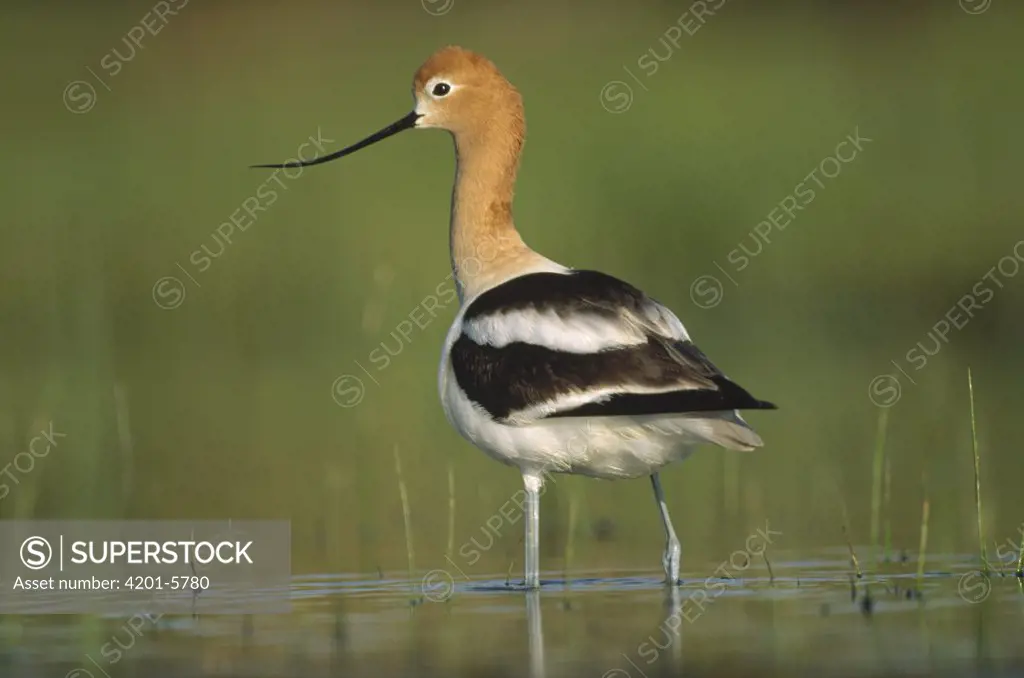 American Avocet (Recurvirostra americana) in breeding plumage wading though shallow water in a freshwater bulrush and sedge pond, North America