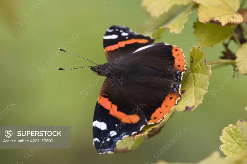 Red Admiral (Vanessa atalanta) butterfly, Wijdewormer, Netherlands