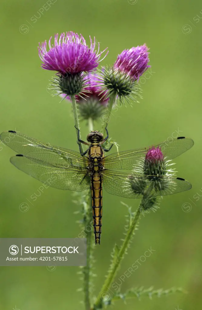 Black-tailed Skimmer (Orthetrum cancellatum) on flowering thistle, South Holland, Netherlands