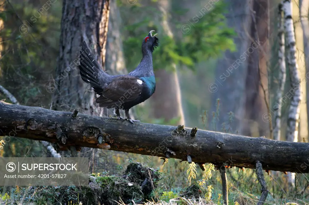 Western Capercaillie (Tetrao urogallus) male displaying on spruce trunk in peat bog, Roztocze, Poland