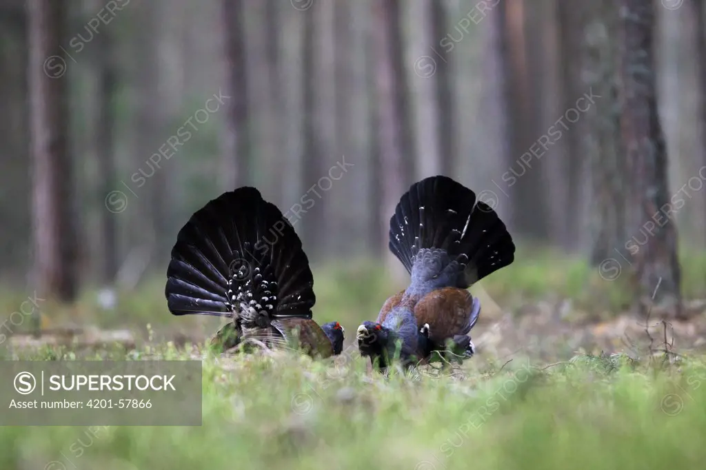 Western Capercaillie (Tetrao urogallus) males fighting at the lek, Roztocze, Poland