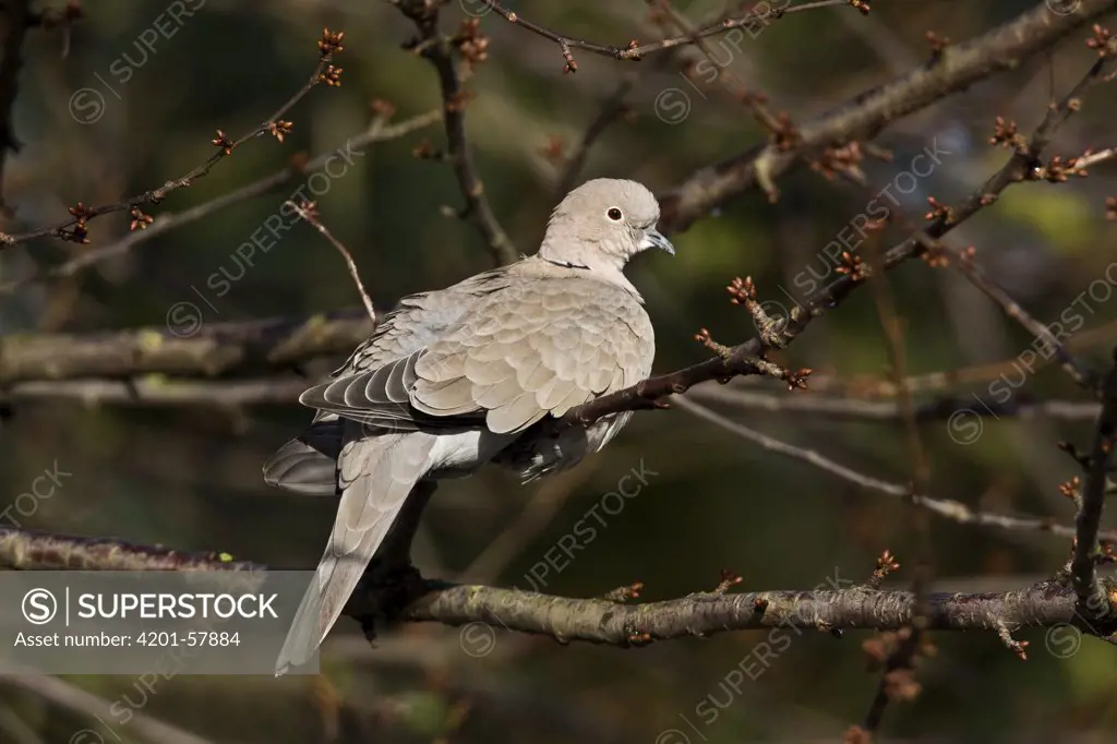 Eurasian Collared-Dove (Streptopelia decaocto), Zeewolde, Flevoland, Netherlands