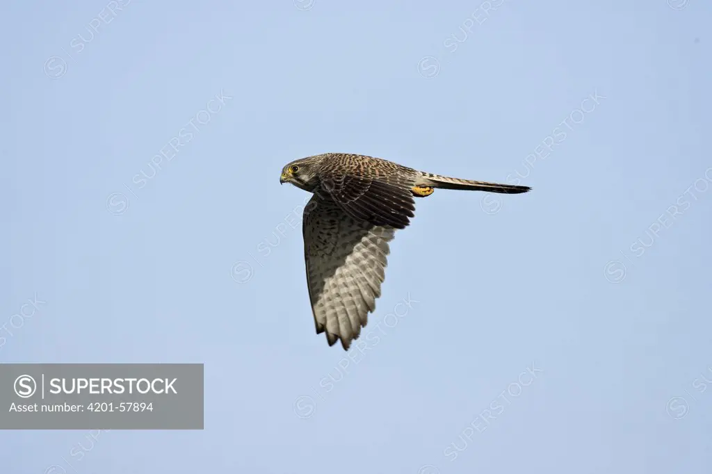 Eurasian Kestrel (Falco tinnunculus) female flying, Zeewolde, Flevoland, Netherlands