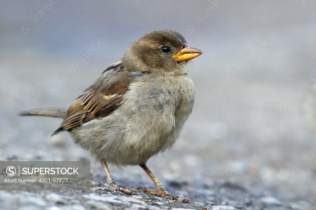 House Sparrow (Passer domesticus), Abisko, Sweden