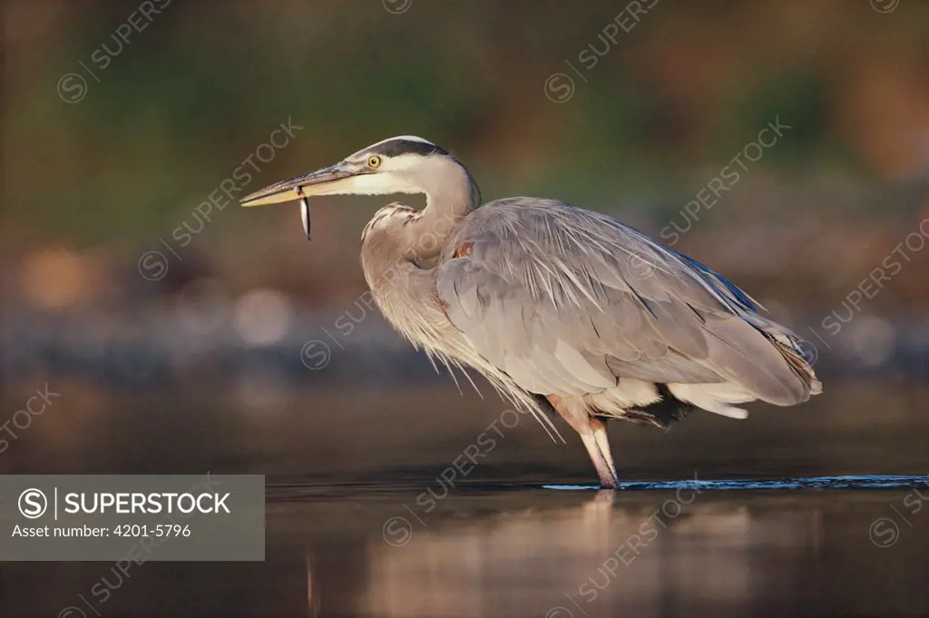 Great Blue Heron (Ardea herodias) with a fish it has captured, North America