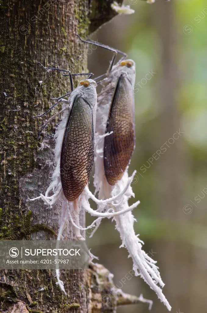 Fulgorid Planthopper (Pterodictya reticularis) pair feeding on sap, showing plumes of excreted white wax, Colon, Panama