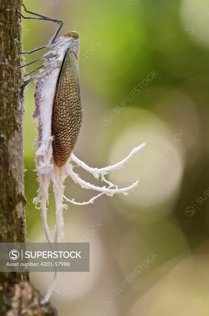 Fulgorid Planthopper (Pterodictya reticularis) feeding on sap, showing plumes of excreted white wax, Colon, Panama