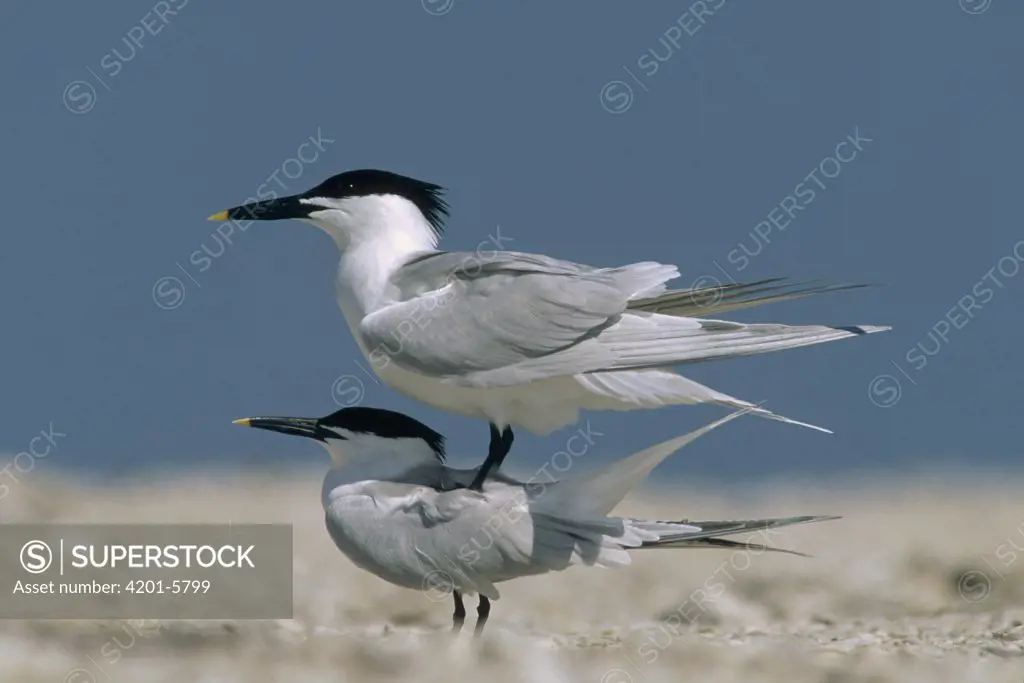 Sandwich Tern (Sterna sandvicensis) couple courting, North America