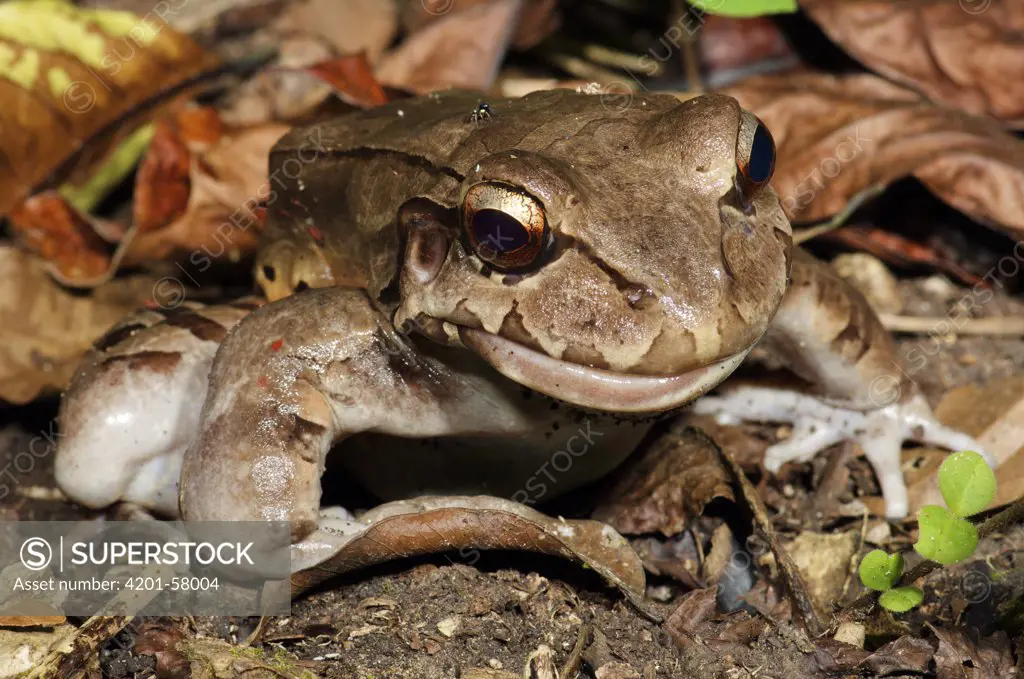 Smokey Jungle Frog (Leptodactylus pentadactylus) with injured jaw, Colon, Panama