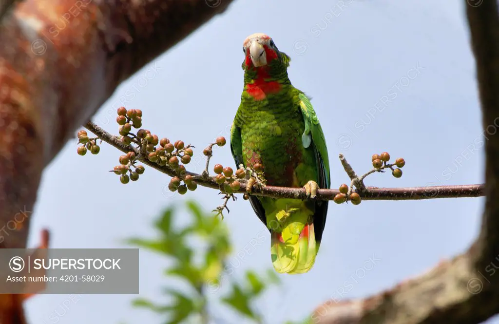 Cuban Parrot (Amazona leucocephala) perching on Gumbo Limbo (Bursera simaruba) branch, Grand Cayman, Cayman Islands, Caribbean