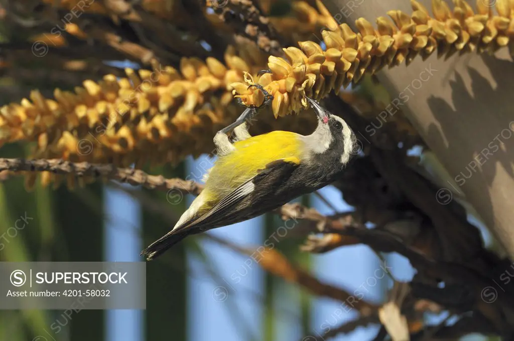 Bananaquit (Coereba flaveola) feeding from a palm tree flower, Grand Cayman, Cayman Islands, Caribbean