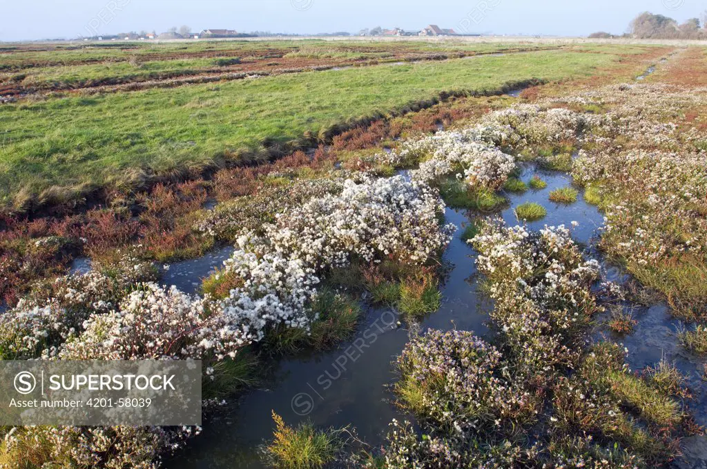 Sea Aster (Aster tripolium) in brackish marsh, Zeeland, Netherlands