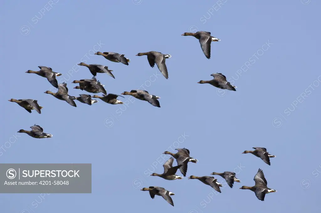 White-fronted Goose (Anser albifrons) flock flying, Zeeland, Netherlands