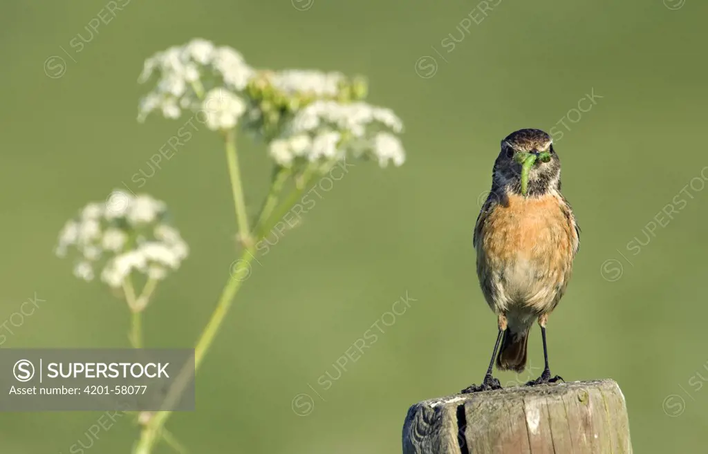 Common Stonechat (Saxicola torquata) male with a caterpillar in its bill, Zeeland, Netherlands
