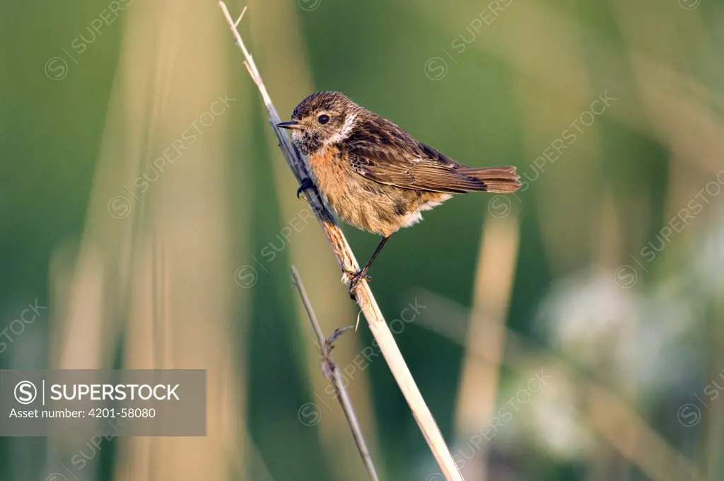 Common Stonechat (Saxicola torquata) female on reed, Zeeland, Netherlands
