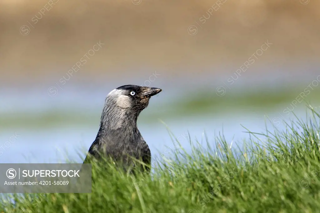 Eurasian Jackdaw (Corvus monedula), Zeeland, Netherlands