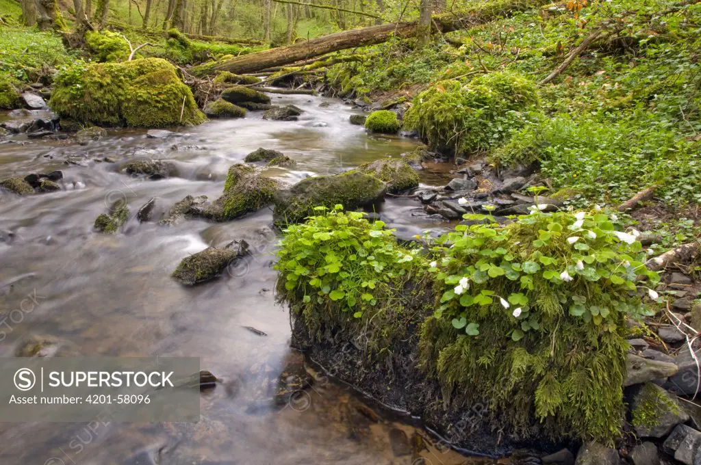 Brook with mossy rocks and clover, Gerolstein, Eifel, Germany