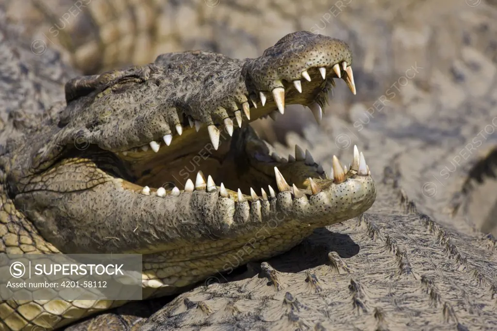 Nile Crocodile (Crocodylus niloticus) sunbathing on top of others, Antananarivo Crocodile Farm, Antananarivo, Madagascar