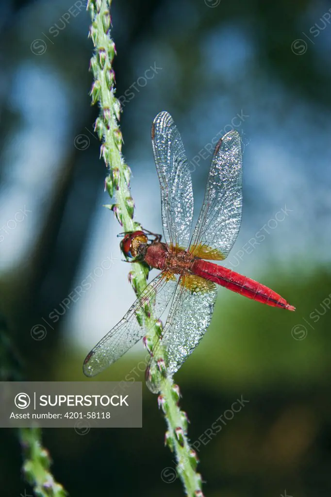 Orange-winged Dropwing (Trithemis kirbyi) dragonfly on plant stem, western Madagascar