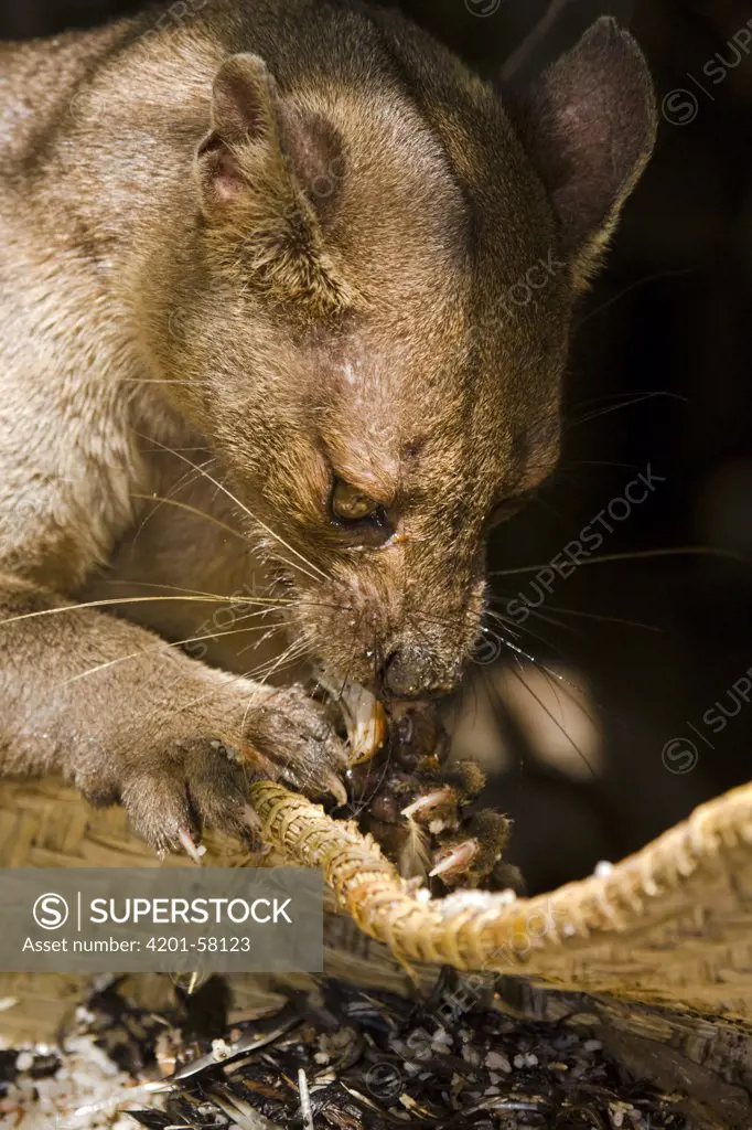 Fossa (Cryptoprocta ferox) eating from rubbish basket, Kirindy Forest, Madagascar